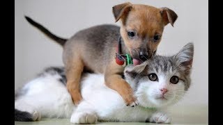 Лучшие Приколы Про Собак И Кошек | Подборка Видео Приколов Про Милых Котиков И Собак