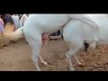 Beautiful White Horse Meeting | New Famous Video