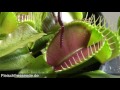 Venus fly trap eats Worm - Venusfliegenfalle vs Wurm