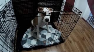 Amstaff - Demolka Mieszkania