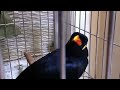 Nhồng nói chuyện siêu đẳng (Mynah Bird) 7