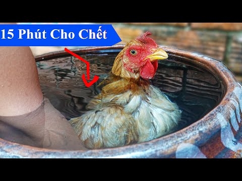 Mẹo Ngâm Con Gà Vào Lu Nước /15 Phút Sau Thì Ai Cũng Bất Ngờ /Thật Không Thể Tin ! Tách Gà Mẹ & Con