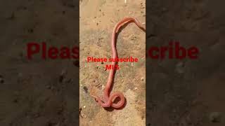 Ascaris Lumbricoides