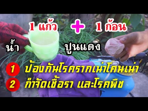 สูตรป้องกันโรครากเน่าโคนเน่า กำจัดเชื้อรา ด้วยปูนแดง (ปูนกินหมาก)