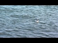 Bufflehead Duck in Chesapeake Bay at Fort Monroe, VA 12-24-2013