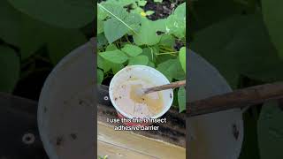 Natural Pest Control
