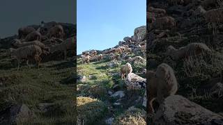 Anadolu'nun sesi - Karaman çobanları - kaval sesi
