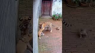 Whos King Of The Forest? The Tiger Got So Scared It Smashed The Door