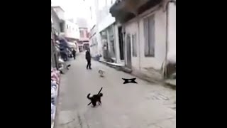Cats With Naruto Special Effects 4