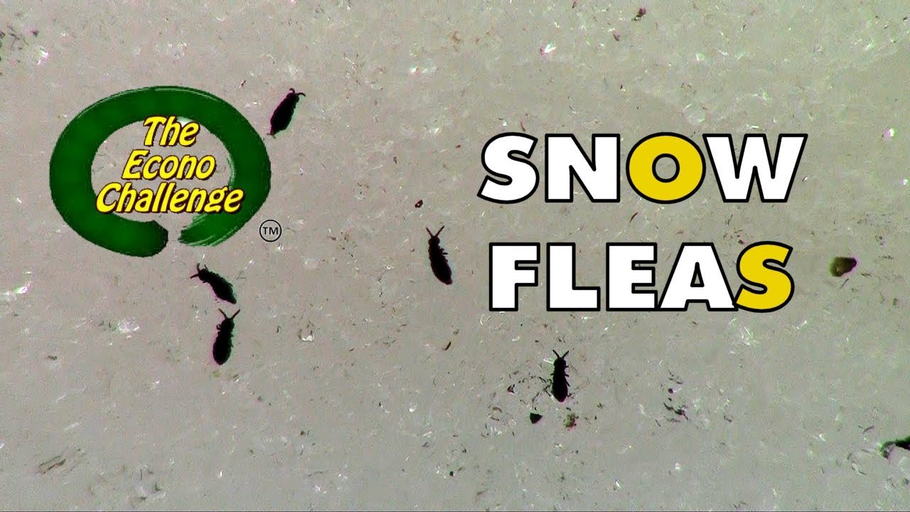 Winter Bug Mystery Snow Fleas Springtails in action YouTube
