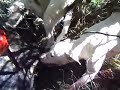LA CAZA DEL CHANCHO JABALÍ (CHOELE CHOEL)RIO NEGRO ARGENTINA