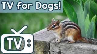 TV for Dogs: Relaxing Music TV Videos for Dogs to Watch! Chipmunk Television to Calm Anxiety in Dogs