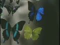 U-MV148 - Machines of Loving Grace - Butterfly Wings