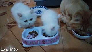 Male cat Breast feeding??? | Long Mèo