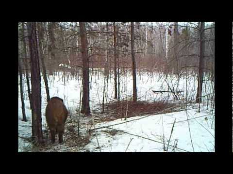 ловля касули на петли ловля касули на петли