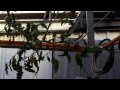 AQUAPONICS: Automatic Tomato Plant Pollinator in my Greenhouse