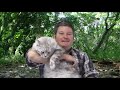 Maine Coon Cat Breed - The Legal-to-Own Wildcat