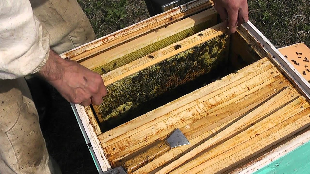 Формирование отводков Размножение пчёл Сайт 96 Формирование отводков Размножение пчёл Сайт 3