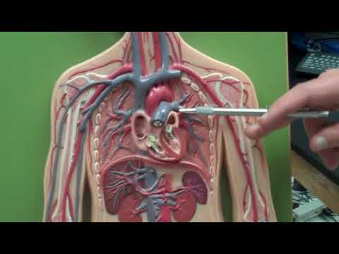 Human Blood Vessels Anatomy - YouTube