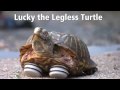 Lucky the turtle gets new legs