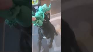 Smooth Coated Fell Terrier 7 Months Tug Of War Patterdale Bsl Estacado