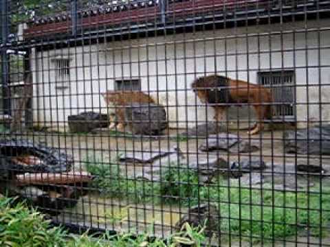 茶臼山動物園のライオン