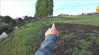 Driven Fox Hunt With Miroku Mk70 Max 5 Camo 12G With Jagd And Jack Russells Victoria 30112024