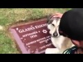 Perro llorando en la lapida de su dueña Esto es amor de verdad