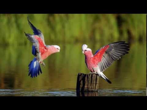 meditation musicchinese bamboo flute