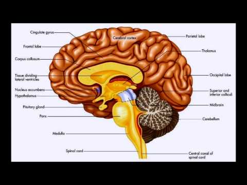an analysis of the dissection of an adult bullfrogs central nervous system experiment Frog lab on gastrocnemius muscle essays and research papers central nervous system the bullfrog is a vertebrate because bullfrogs has a skeleton e. an analysis of the dissection of an adult bullfrogs central nervous system experiment Frog lab on gastrocnemius muscle essays and research papers central nervous system the bullfrog is a vertebrate because bullfrogs has a skeleton e.