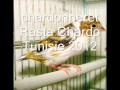 Extrait chant live  Rasta Chardo Chardonneret 2012