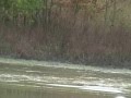 Watch Sika Deer Hunt Eastern Shore Md (With Kill Shot) Video