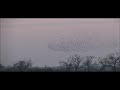 starlings on Otmoor