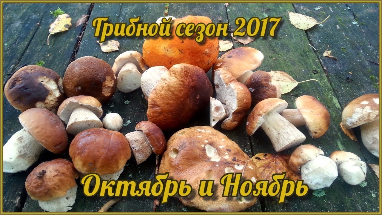 Когда будет сезон грибов в 2018 году Когда будет сезон грибов в 2018 году