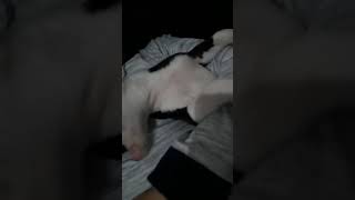 Amstaff-4 Month Happy Birthday