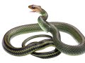 Meet Your Neighbours: Wildlife on White Part 1