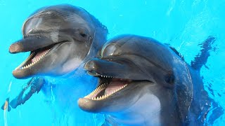 Почему Дельфины Не Такие Милые И Добрые, Как Многие Думают