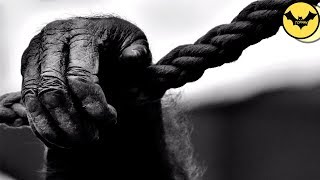5 Creepy Animals Behaviors That Science Can't Explain.