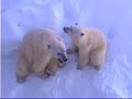 Polar Bear Love - Polar Bear Day ecards - Events Greeting Cards