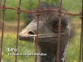 Emu Industry Promotional Video