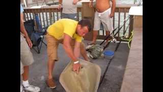 Stingray Pier 60 Clearwater 10 .09. 2013