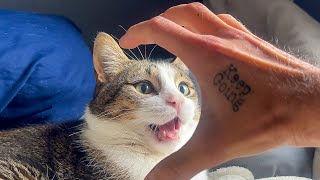 Play Fighting With My Weird Cat