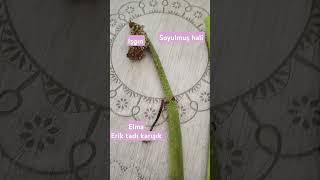 Işkın Uçkun Eşkışkın Kkanserle Mücadele De Bir Bumara Olduğu Söylenen Bitki