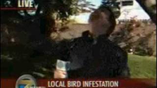 Bird Sits In Guys Mouth