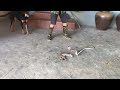 The Cobra in the Kitchen killed the Poor Cat - Wild Cobra