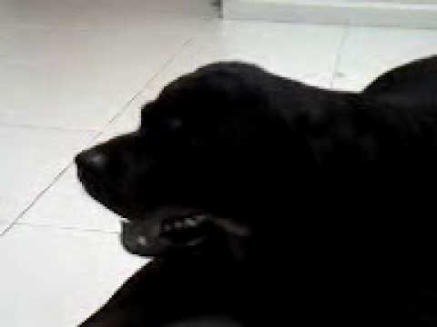 rottweiler barking sounds 65kg rottweiler barking loud rottweiler barking sounds 65kg rottweiler barking loud