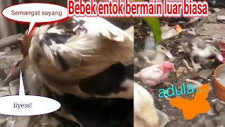 bebek kawin, bebek wik wik, animal mating, duck mating