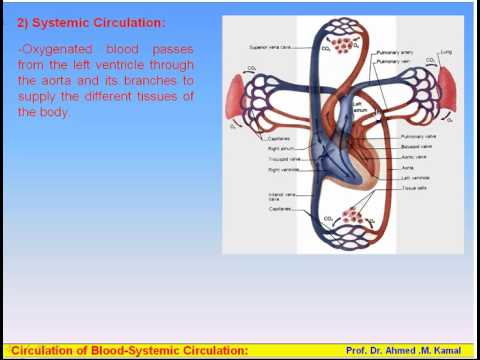 12-Blood Circulations_2-Systemic Circulation (Anatomy Intro Dr Ahmed