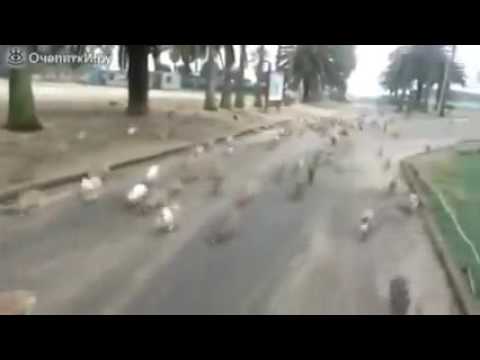 Много кроликов!Прикол! Много кроликов!Прикол!
