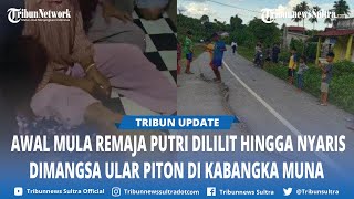 Awal Mula Remaja Putri Dililit Hingga Nyaris Dimangsa Ular Piton Di Kabangka Muna Sulawesi Tenggara